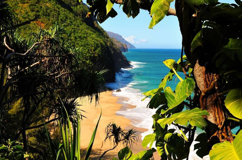 view of kauai beach through tropical foliage