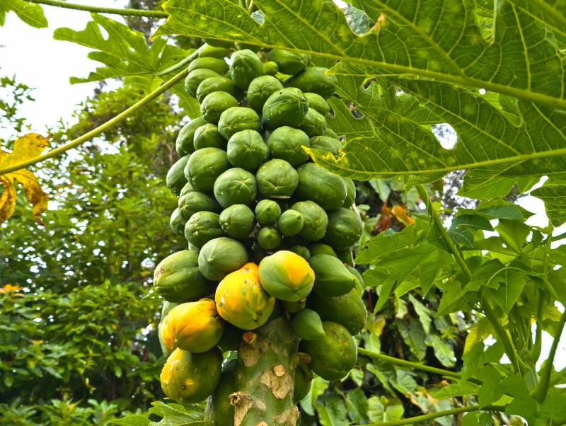 papaya tree full of fruit