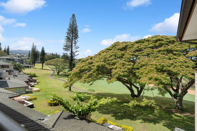 overlooking large trees at kapalua golf villas maui condos