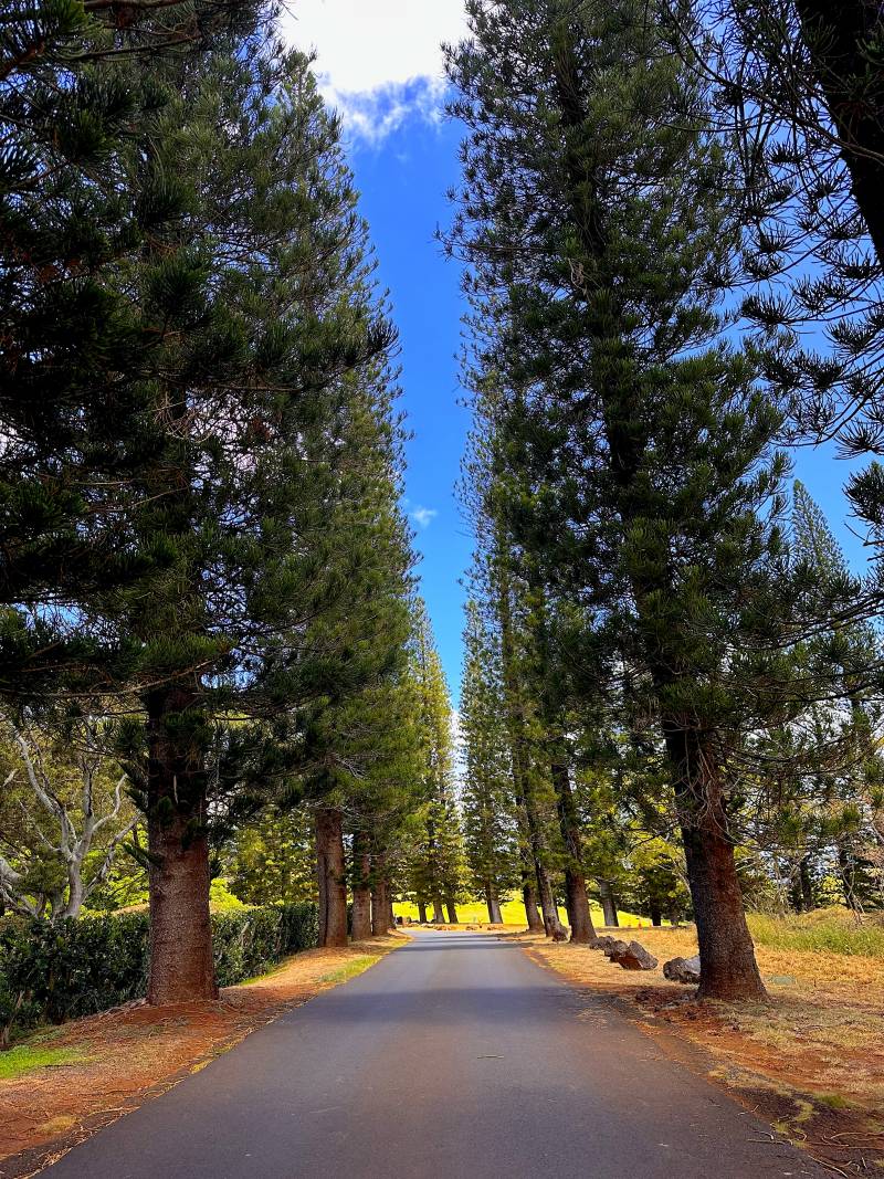 pine trees line road in kapalua maui