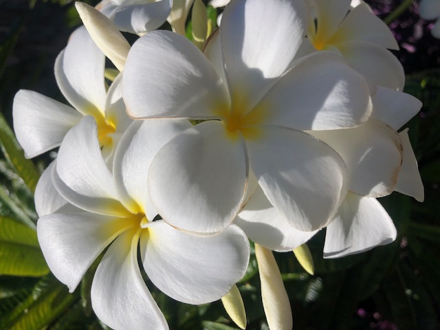 white plumeria flowers