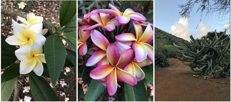 tropical flowers