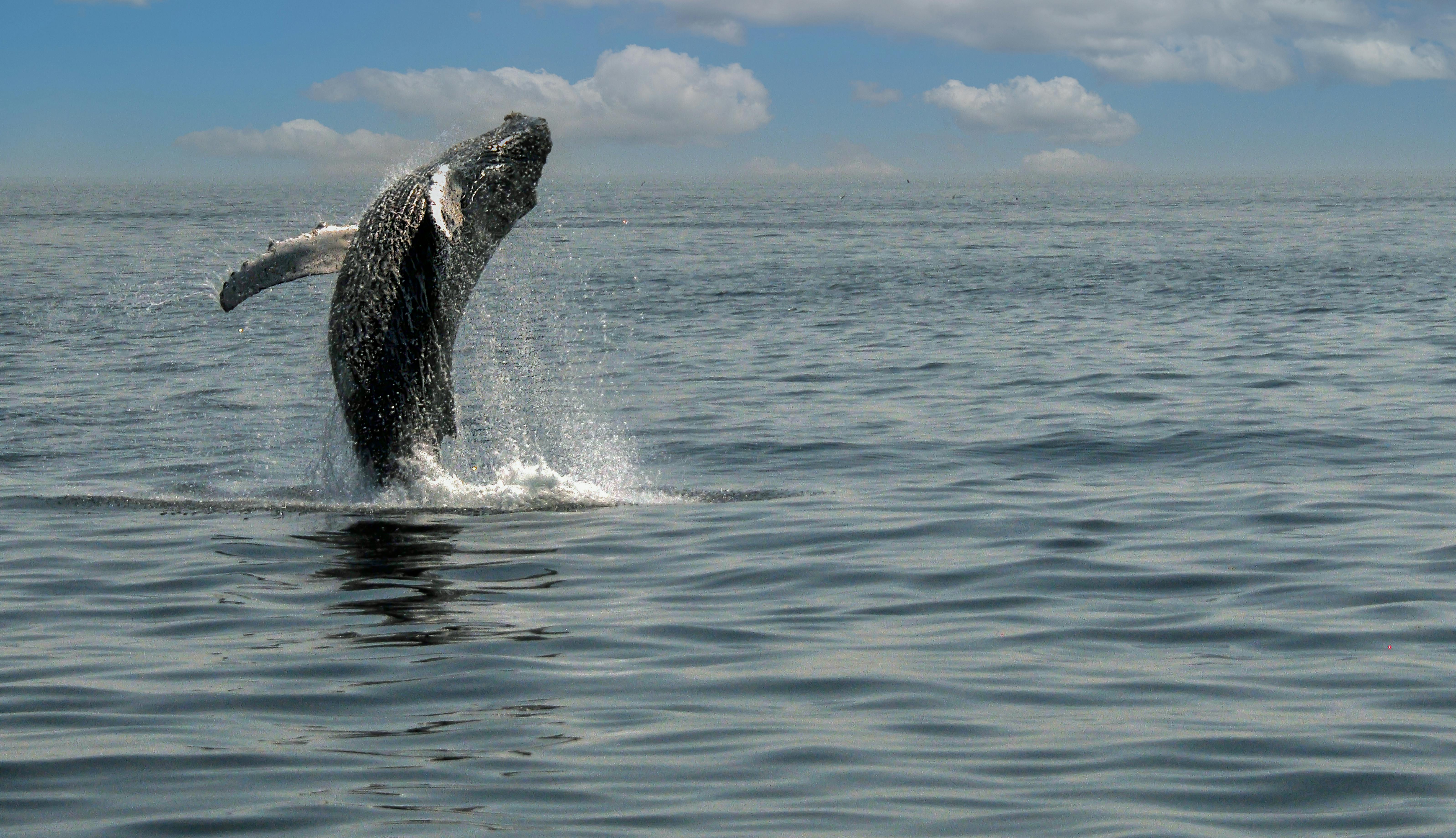 Whale watching