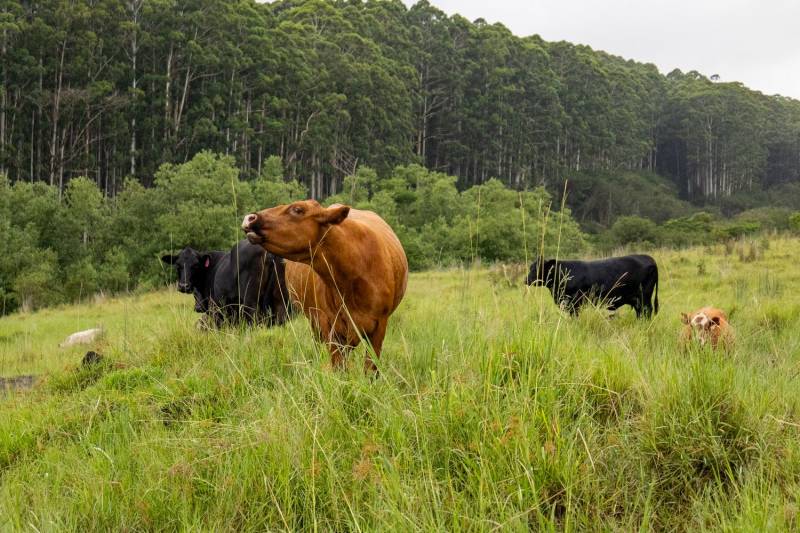 cows on big island hawaii ranch land for sale