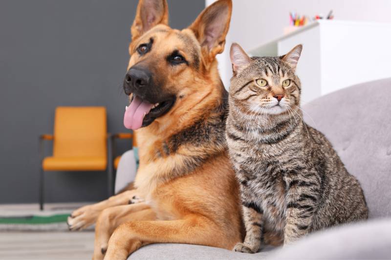 cat and dog on couch