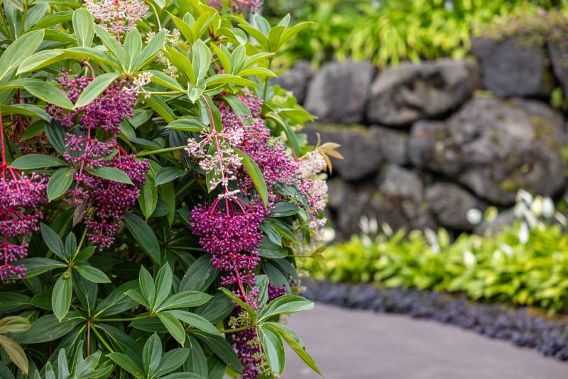 tropical plants line pathway