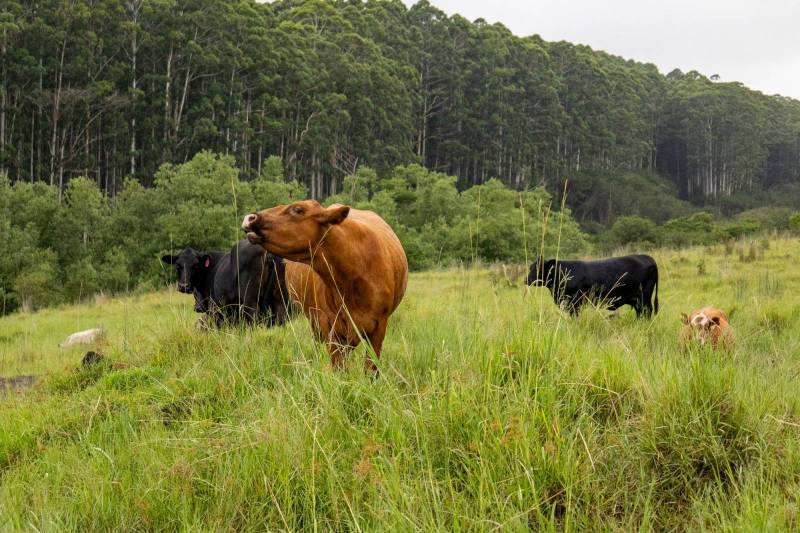 cattle grazing on pasture on big island hawaii