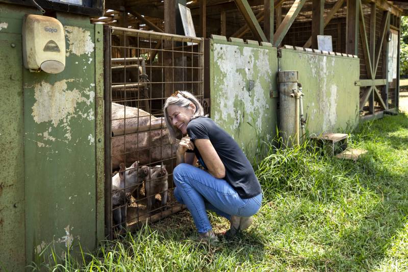 woman with pigs on big island farm