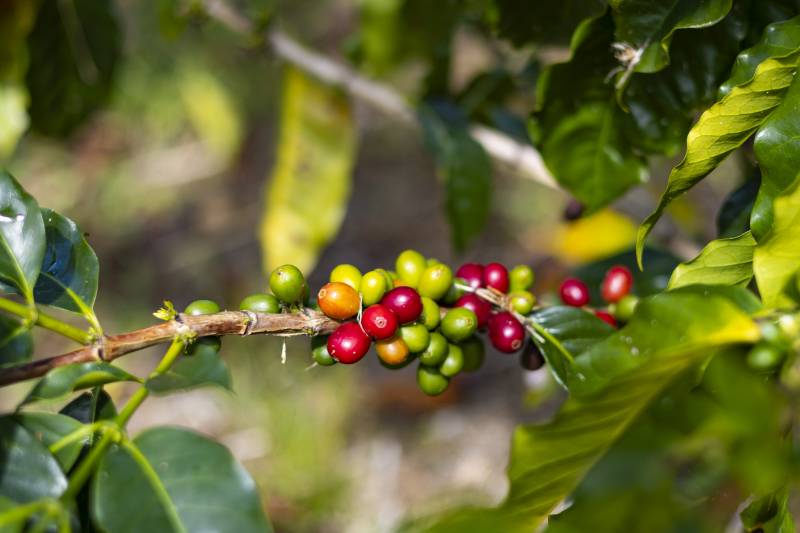 coffee berries on plant in kailua kona big islan