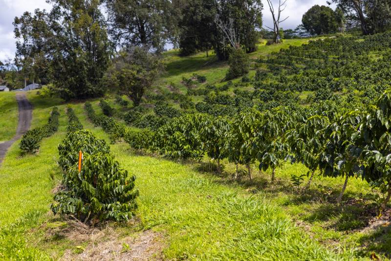 coffee farm on big island hawaii