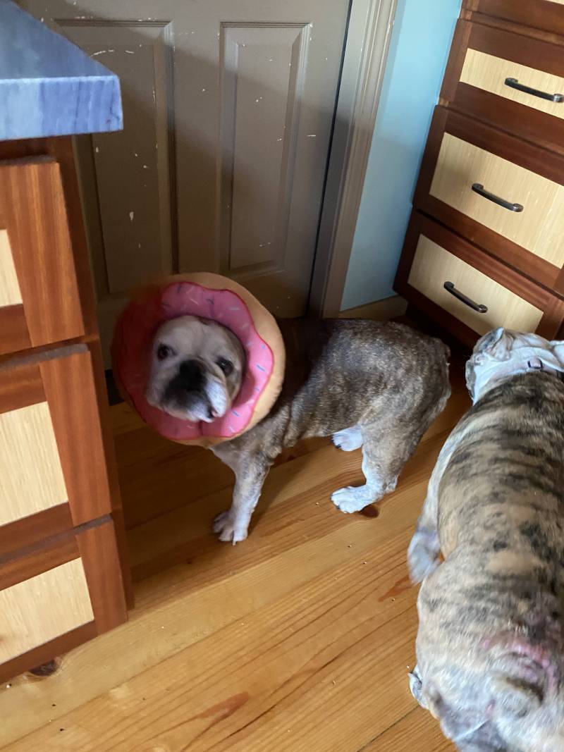 bulldog with donut costume