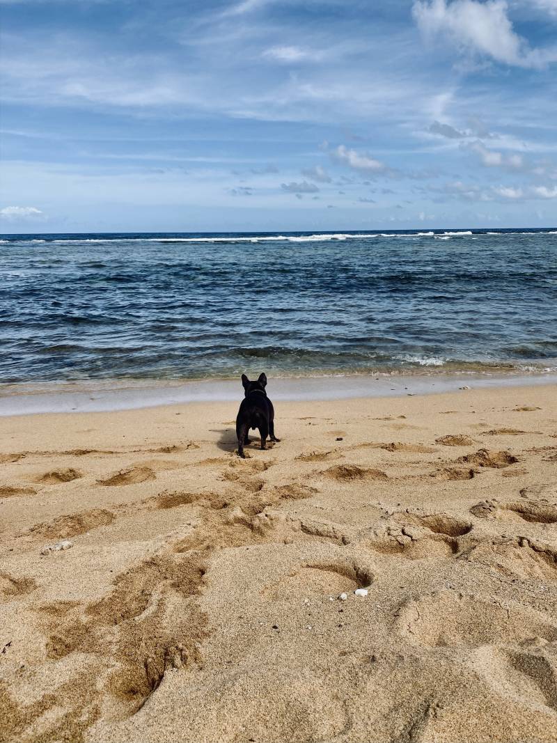 dog on the beach