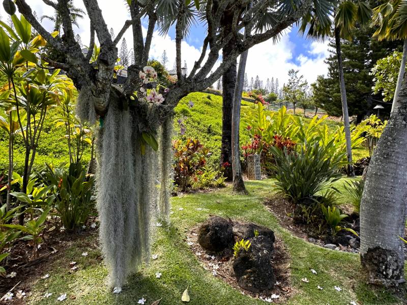 beautiful tropical landscaping throughout kapalua golf villas