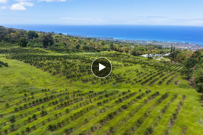 kona coffee plantation