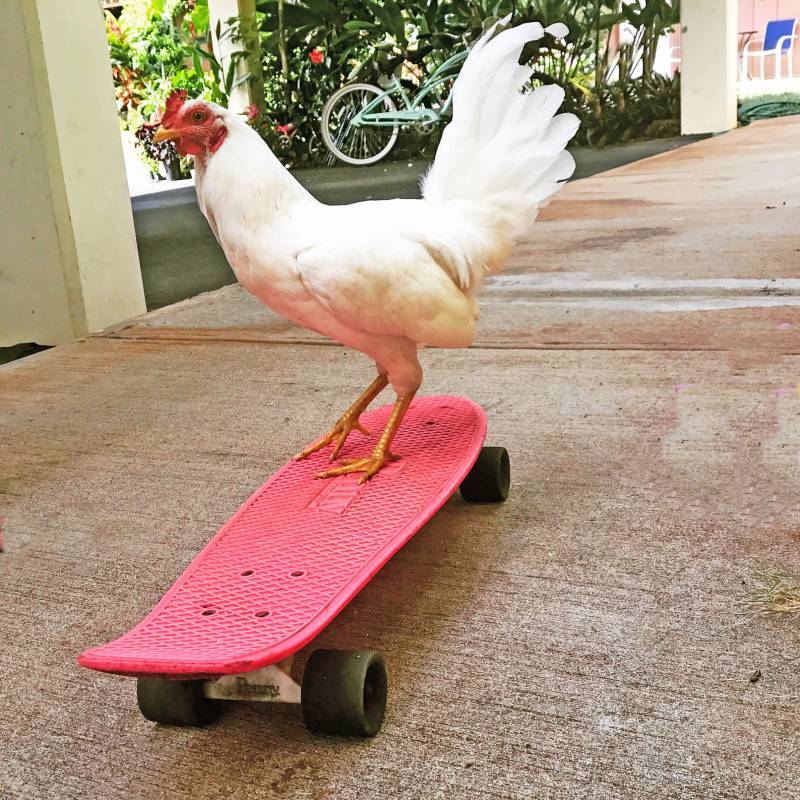 chicken on skateboard