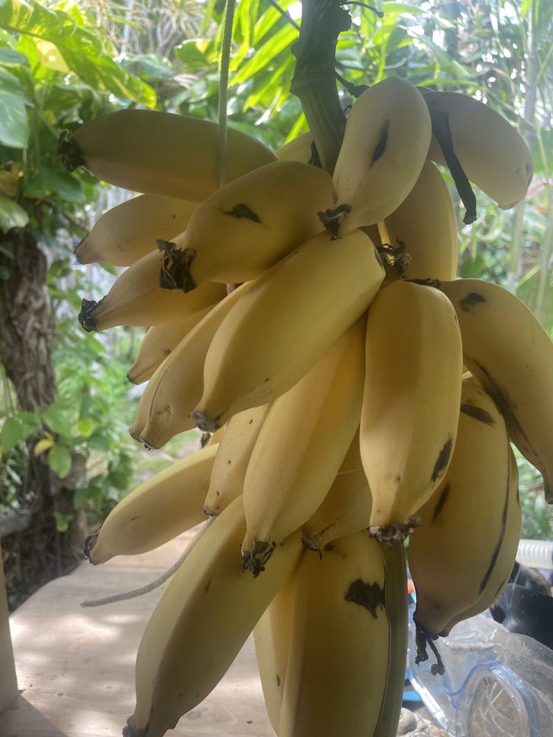 rack of maui bananas