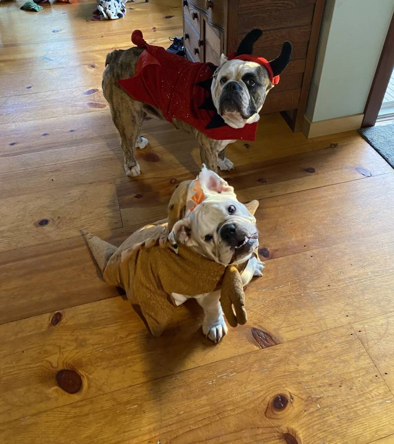 bulldogs dressed in halloween costumes