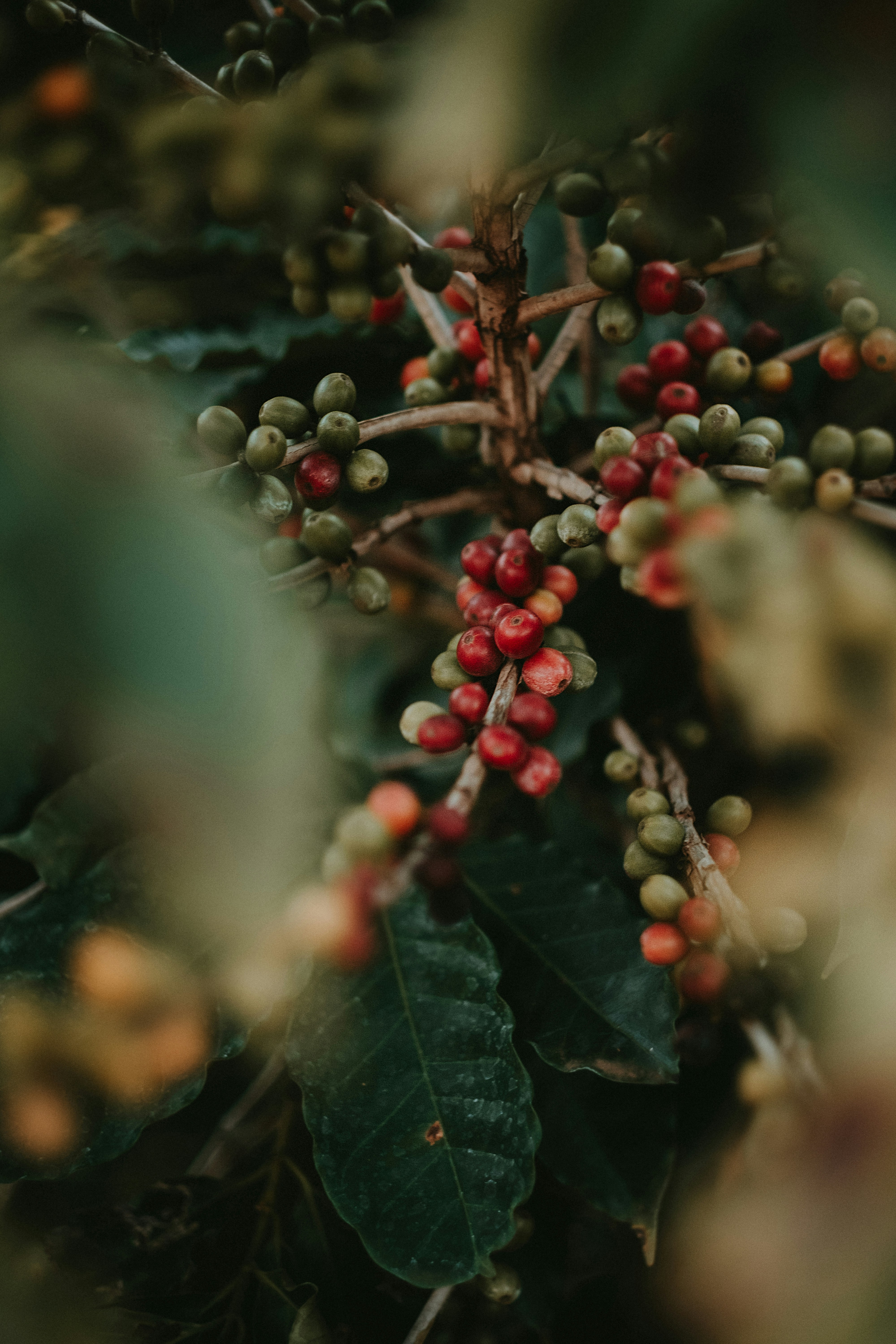 coffee on the plant