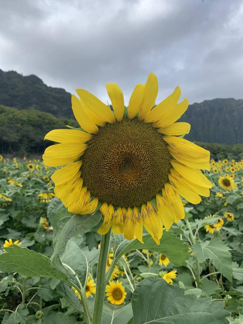 sunflower at waimanalo farm