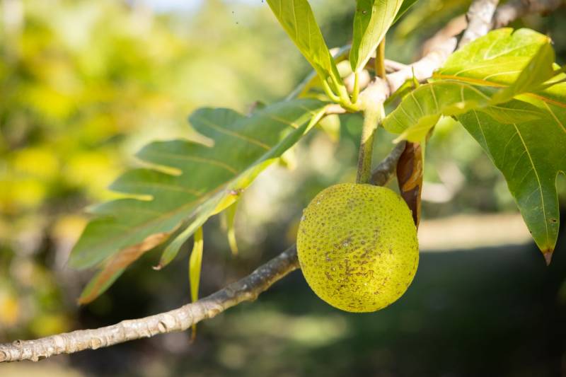 close up of fruit on tropical fruit tree in hawaii