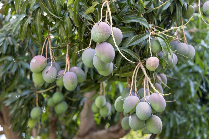 tropical fruit tree on maui