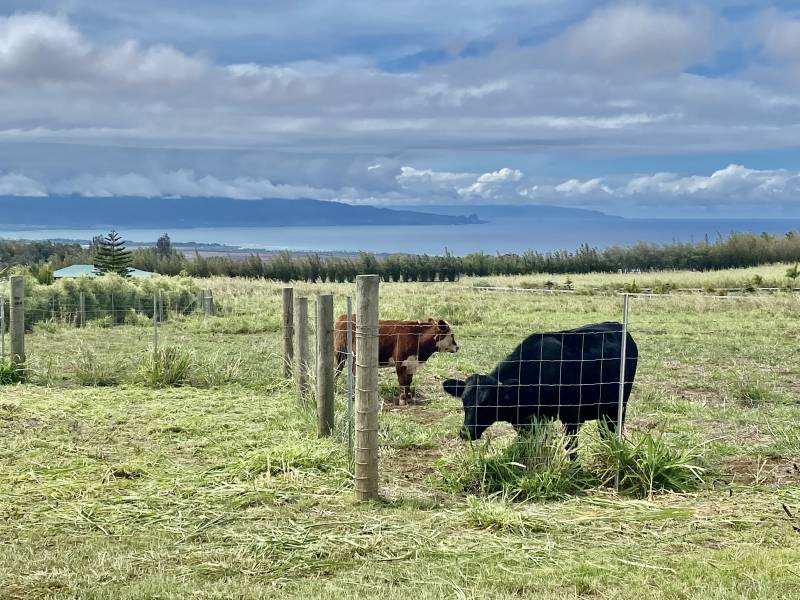 cows grazing in Haiku Maui