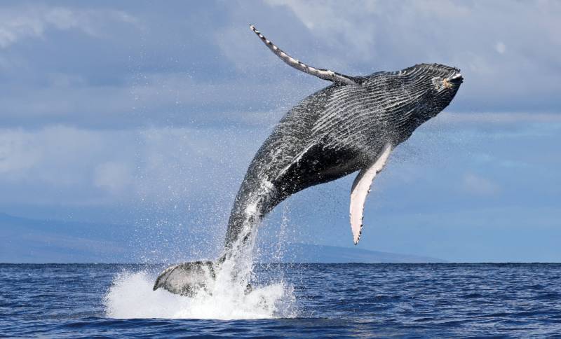 whale jumping out of the ocean