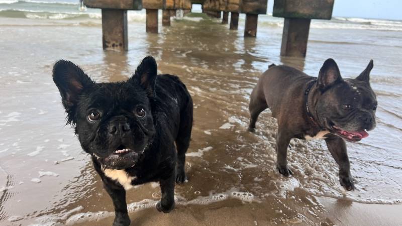 dogs in the water at the beach