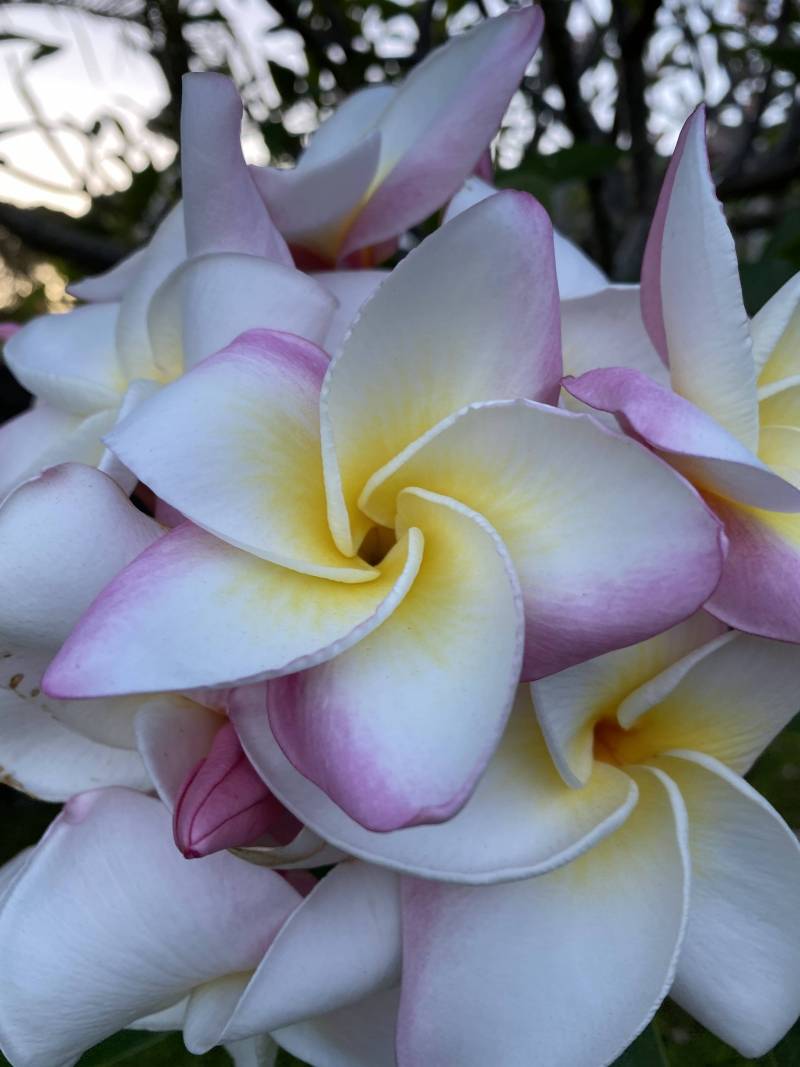 plumeria flowers