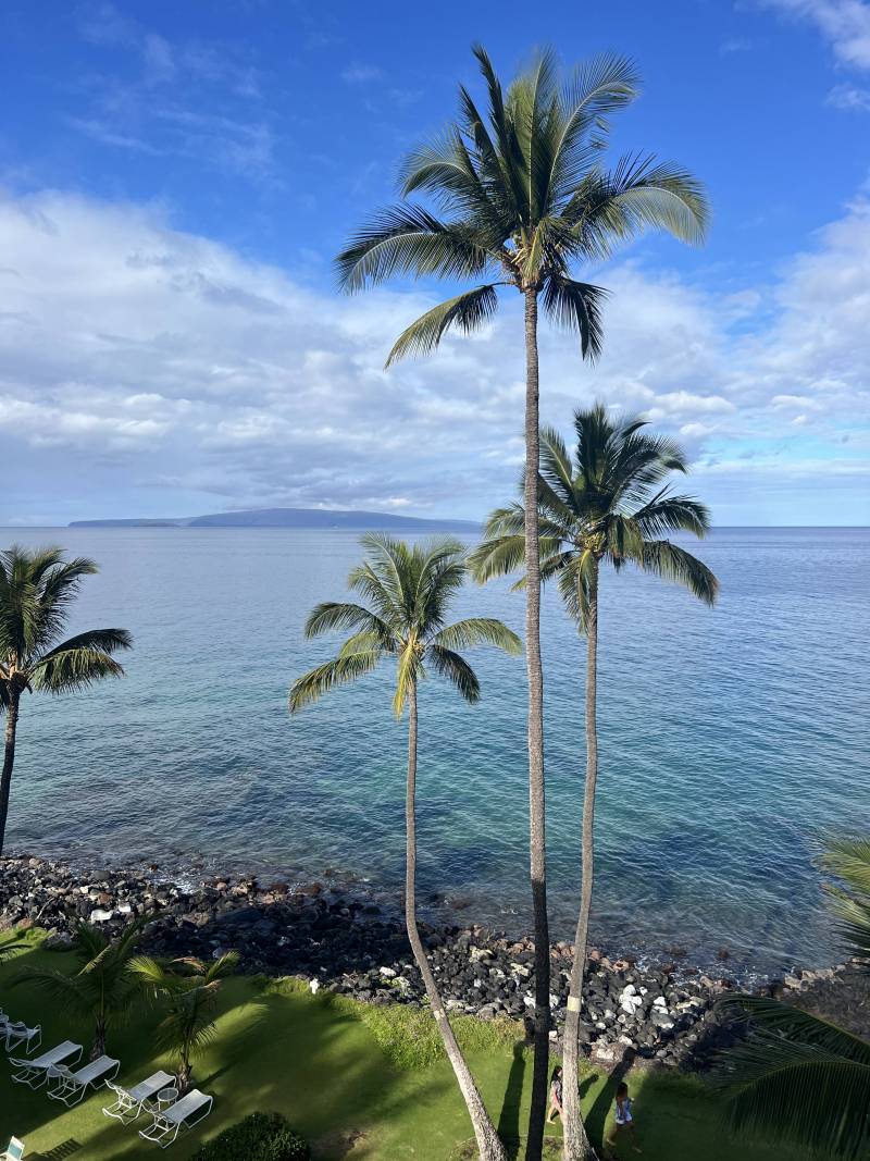 palm trees on maui shoreline