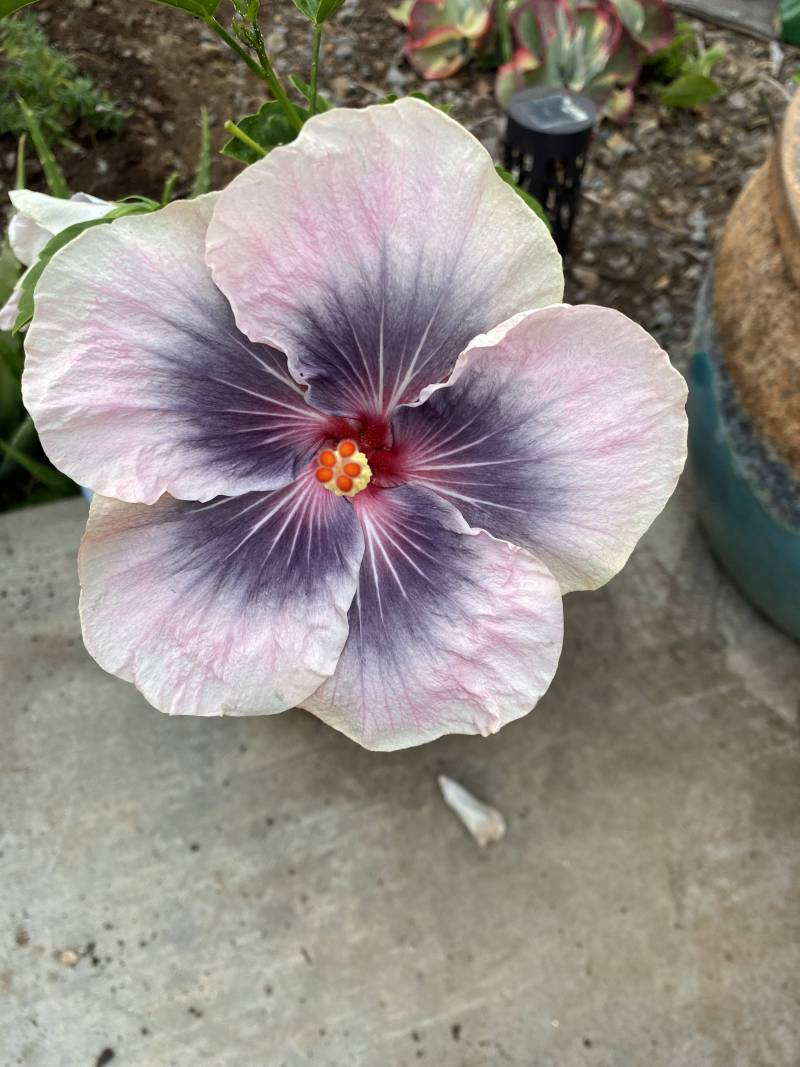 hibiscus flower