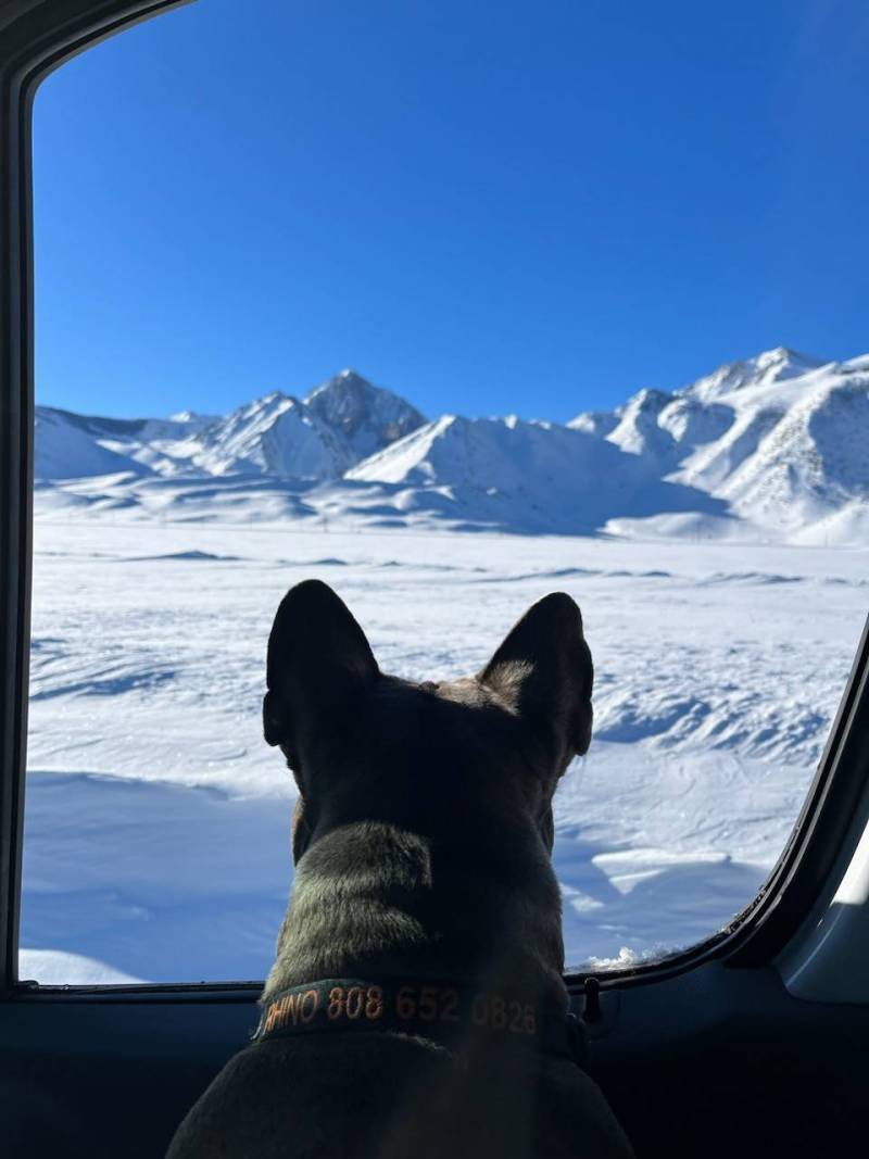 dog looking out car window