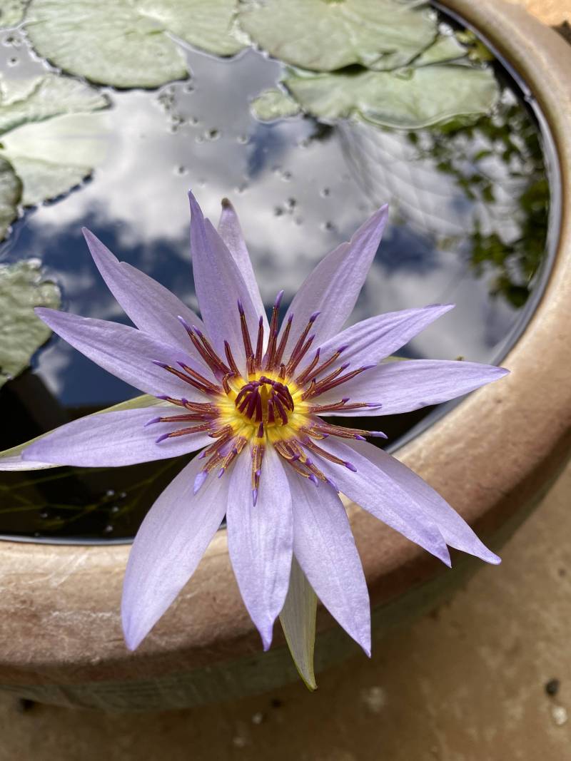 blue lotus flower