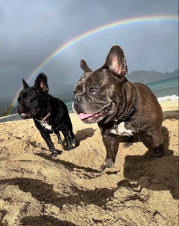 french bulldogs on the beach with a rainbow in the background