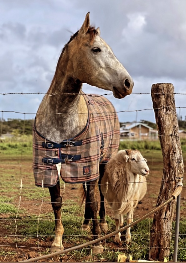 Country Life Maui