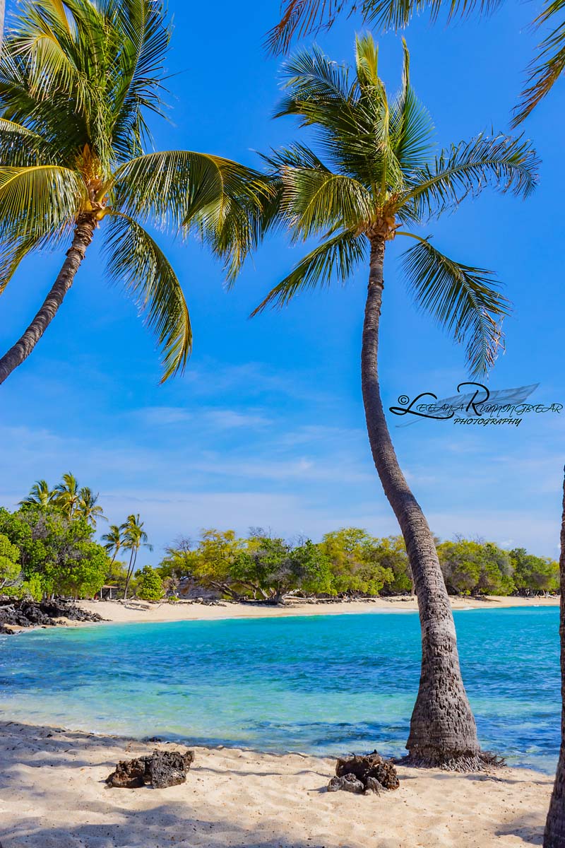 palm trees on the beach in hawaii