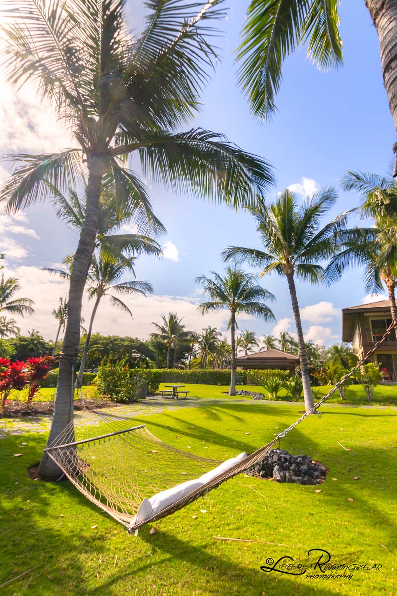 hammock between palm trees