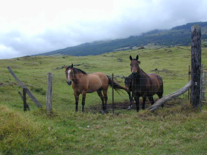 horses behind fence at kula maui ranch