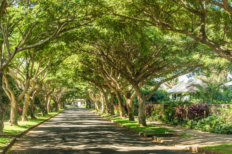 tree lined road to kukuiula kauai