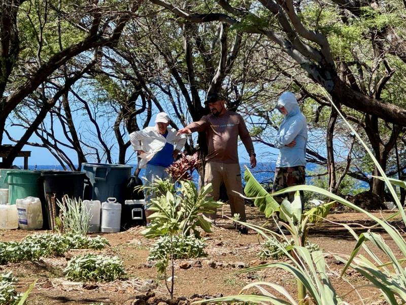 volunteers watering native plant garden in hawaii