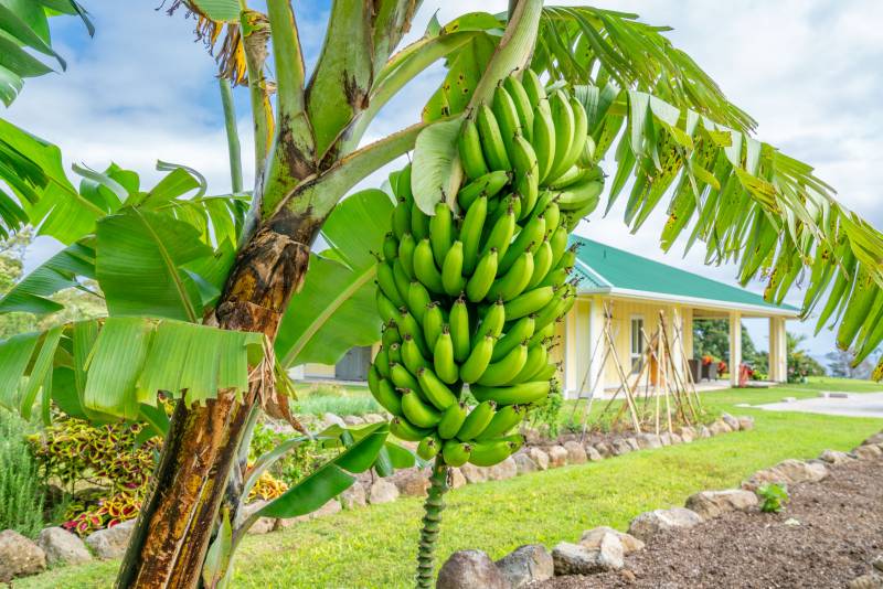 rack of bananas on tree