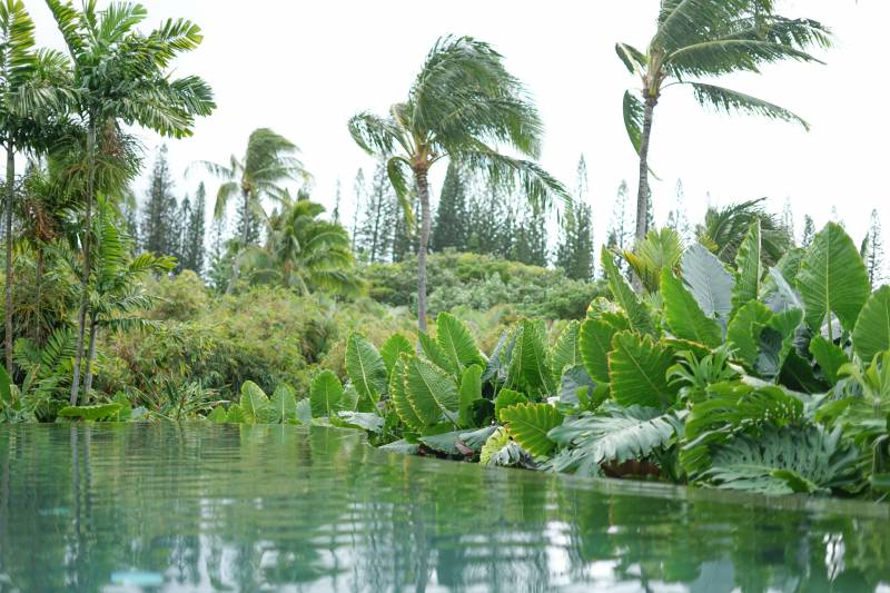 kapalua maui