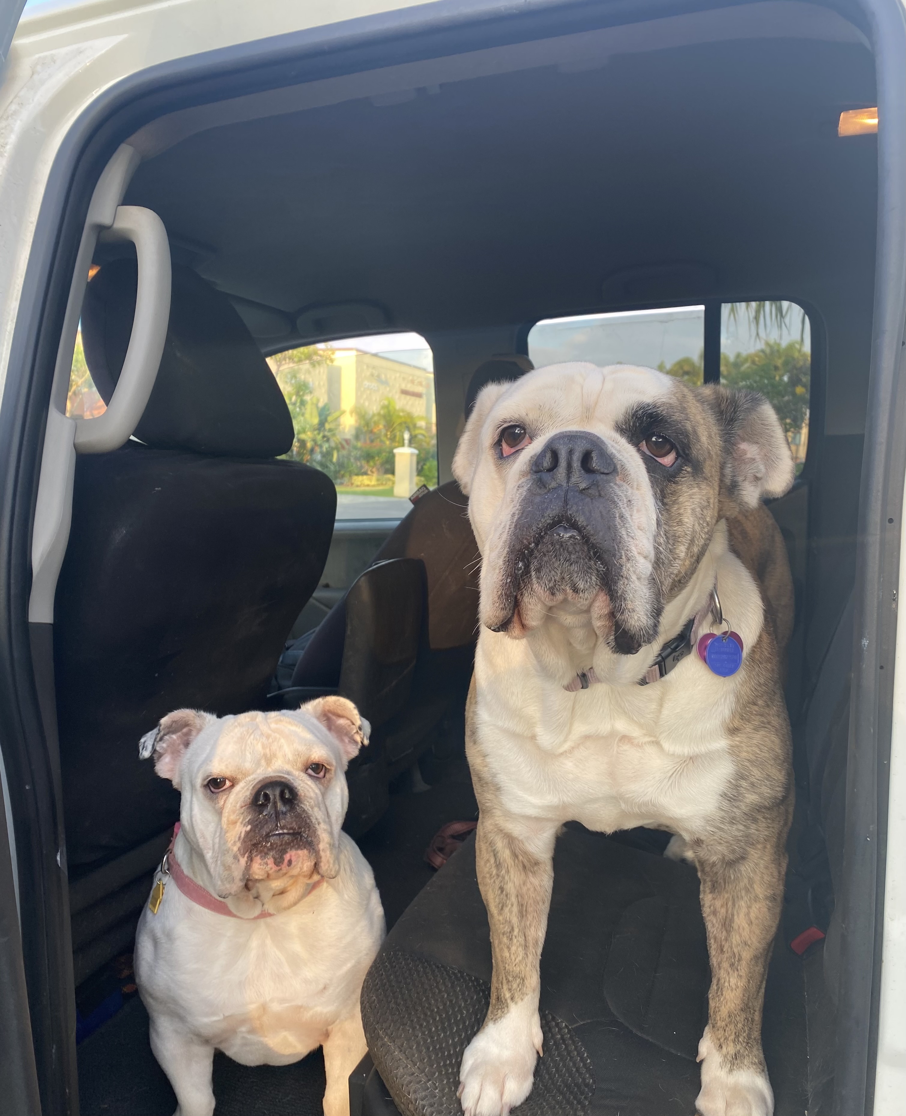 bulldogs in the car