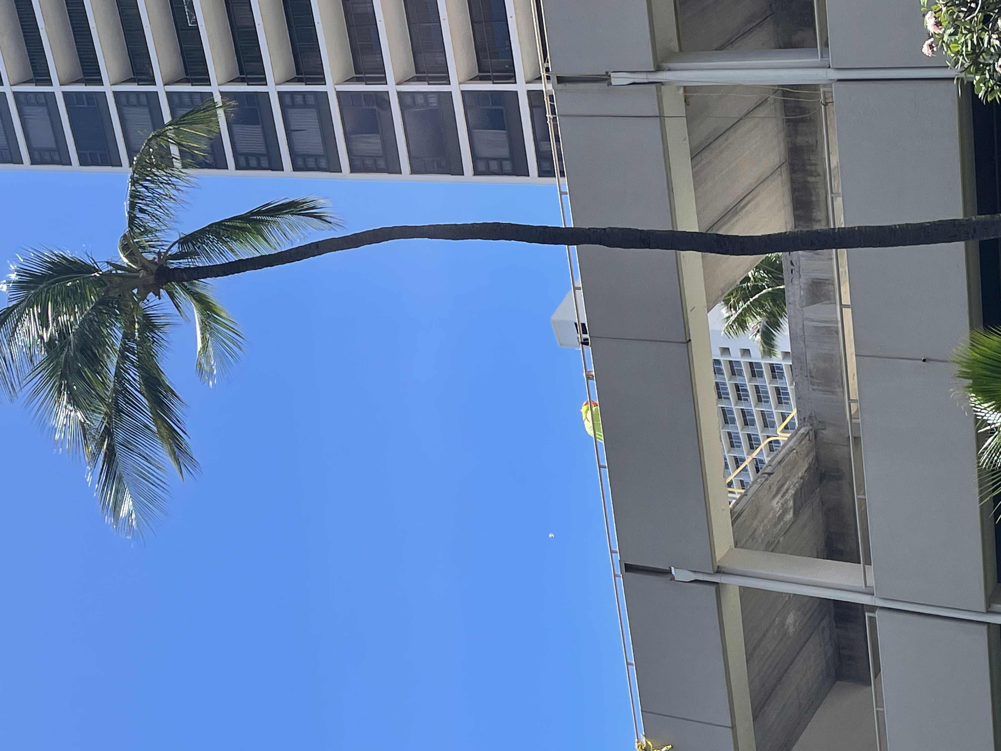 pool renovation at waikiki banyan
