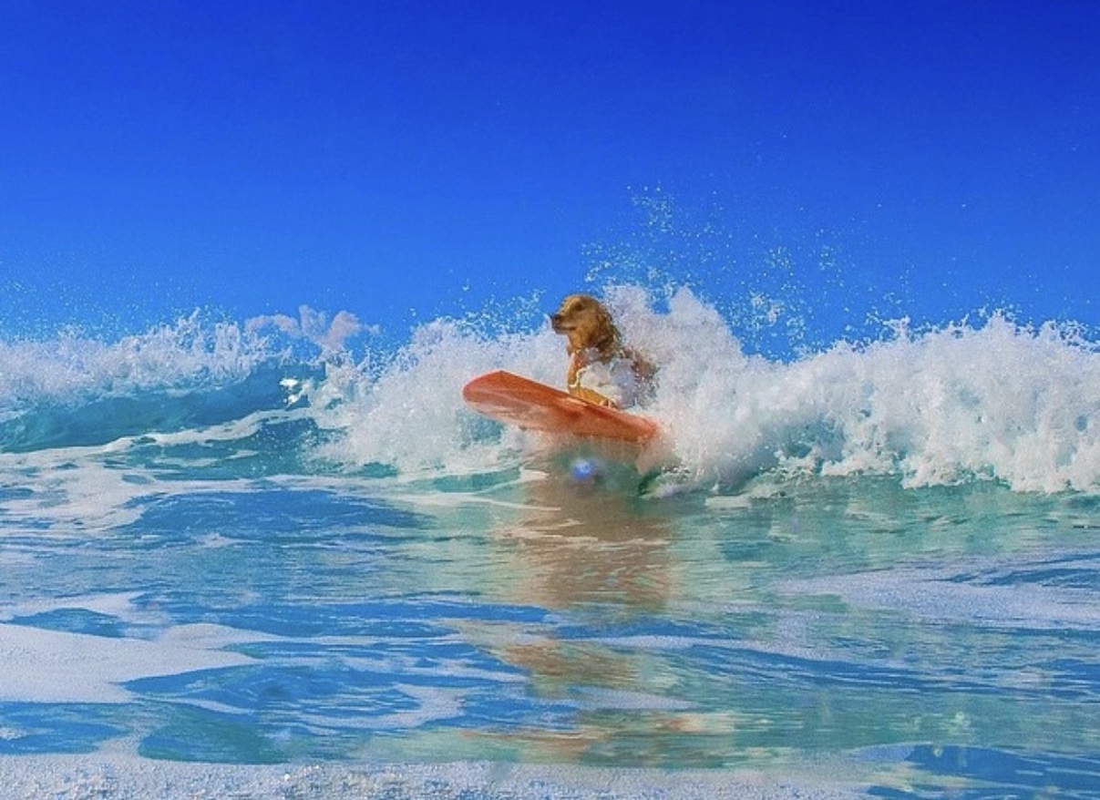 dog on surfboard on wave