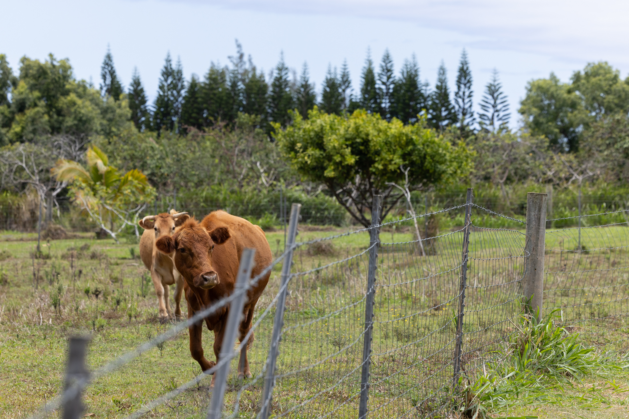 cows grazing grass on big island hawaii