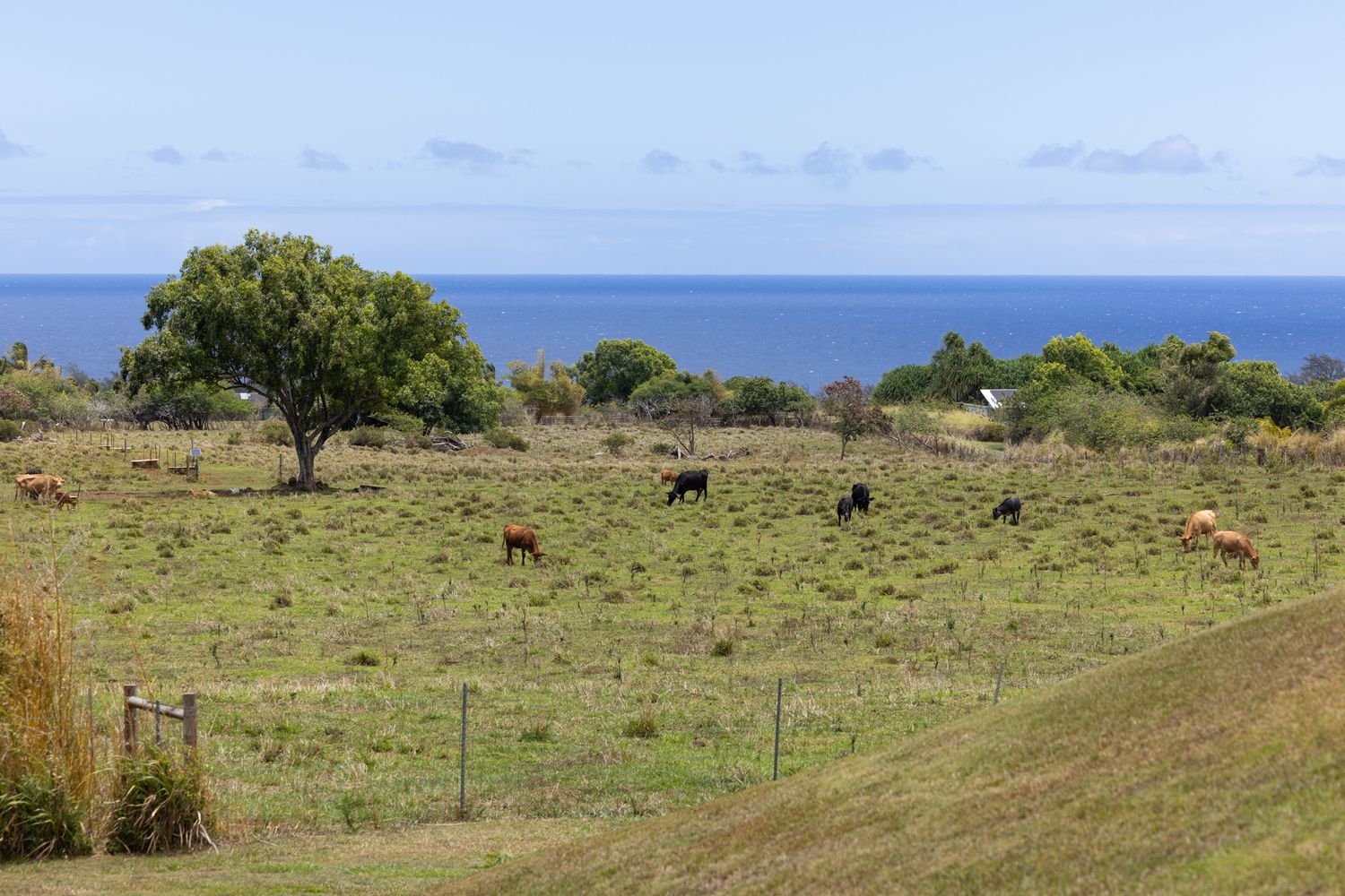 cows grazing big island ocean view land