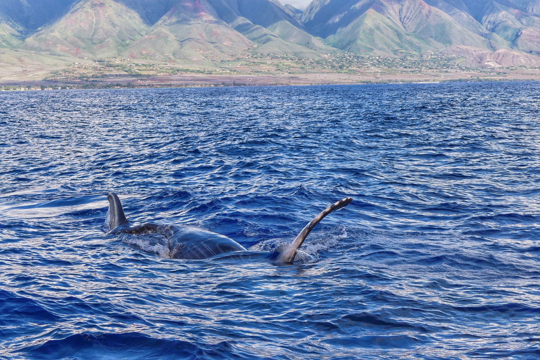 whale in the ocean near lahaina maui