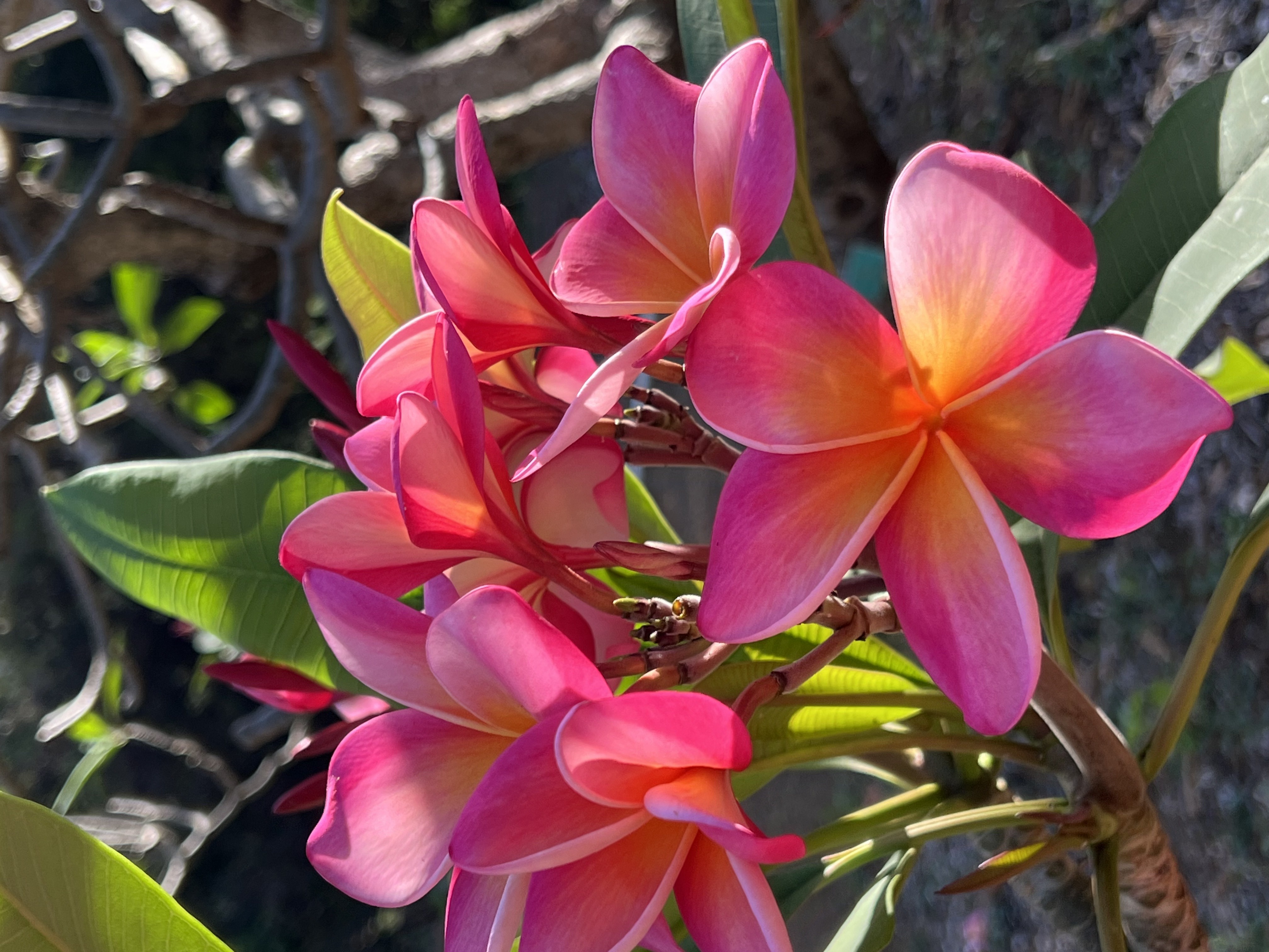 Koko Crater Botanical Garden
