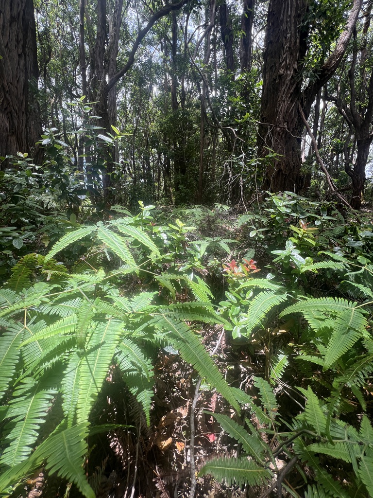 molokai forest